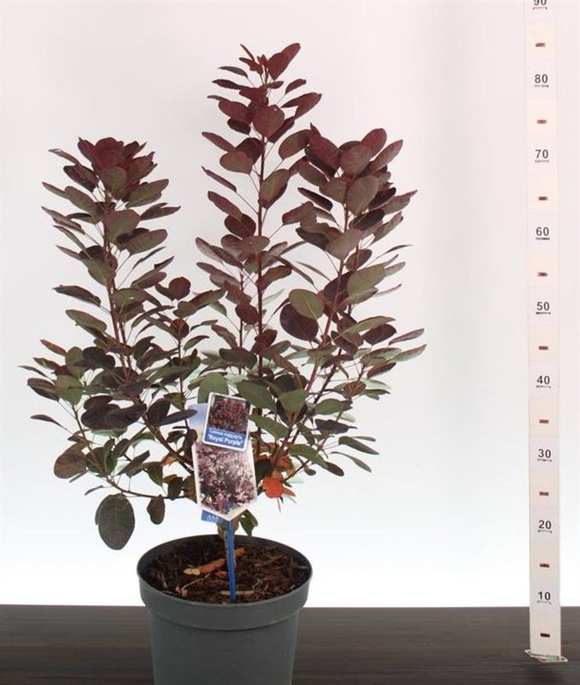 Scumpie „Royal Purple” / Cotinus coggygria „Royal Purple” /