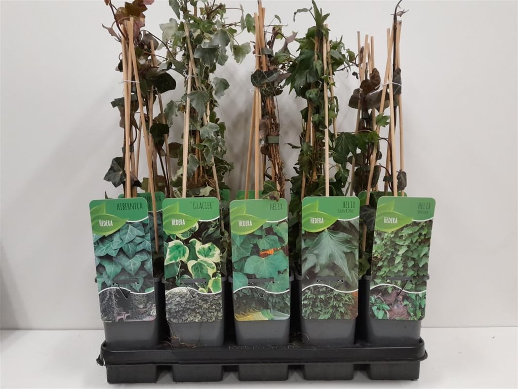 Iedera 0.50 m / Hedera helix mix / by gradina-noastra