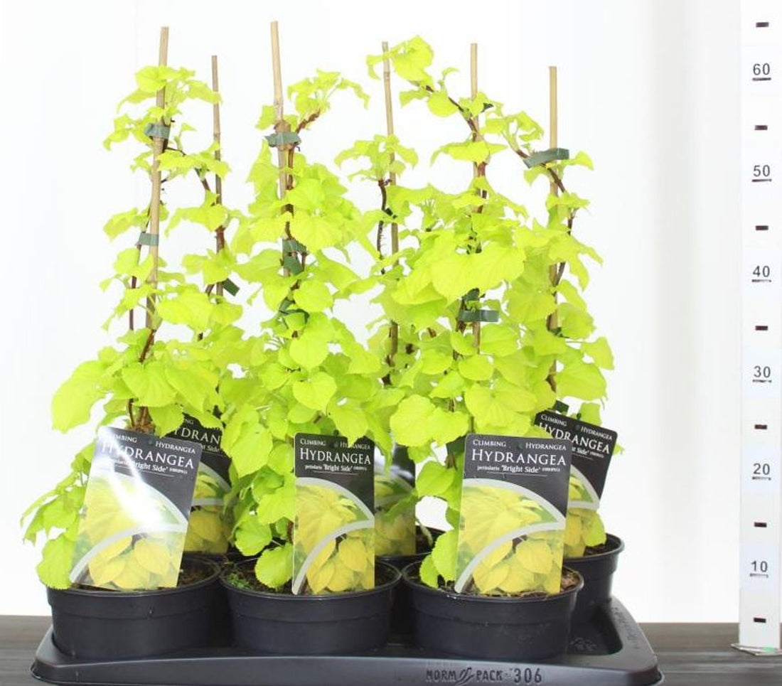 Hortensia cataratoare "Bright Side" / hydrangea anomala petiolaris "Bright Side" / by gradina-noastra