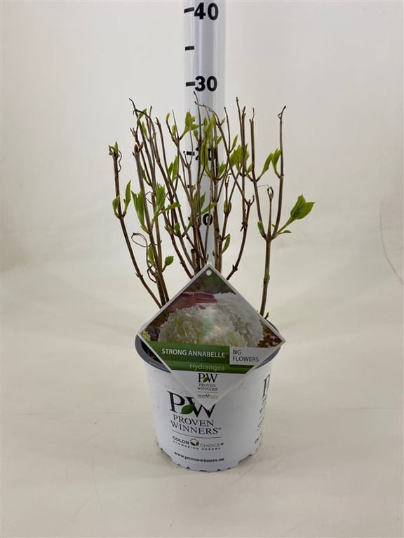 Hortensia "Strong Annabelle" 0.20 - 0.30 m / Hydrangea arborescens "Strong Annabelle"/ by gradina-noastra