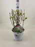 Hortensia "Strong Annabelle" 0.20 - 0.30 m / Hydrangea arborescens "Strong Annabelle"/ by gradina-noastra