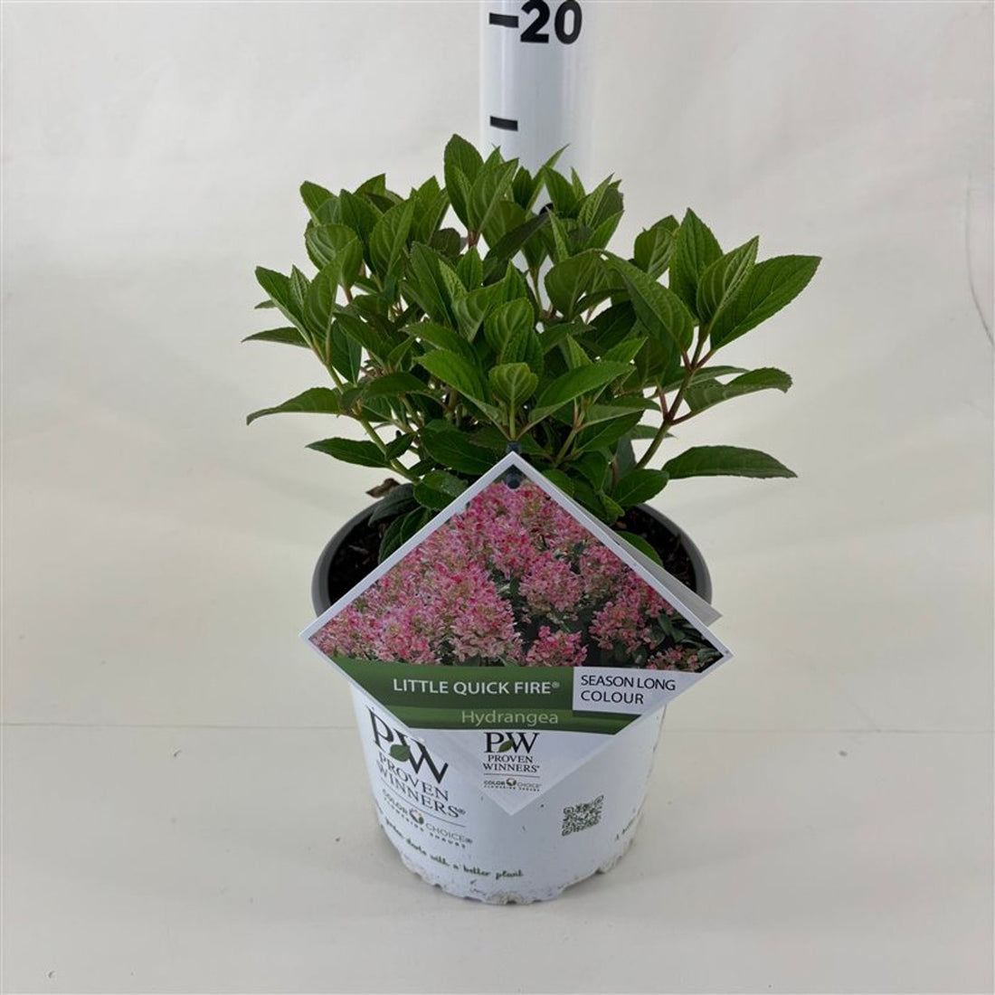 Hortensia paniculata "Little Quick Fire" / hydrangea paniculata "Little Quick Fire" / by gradina-noastra