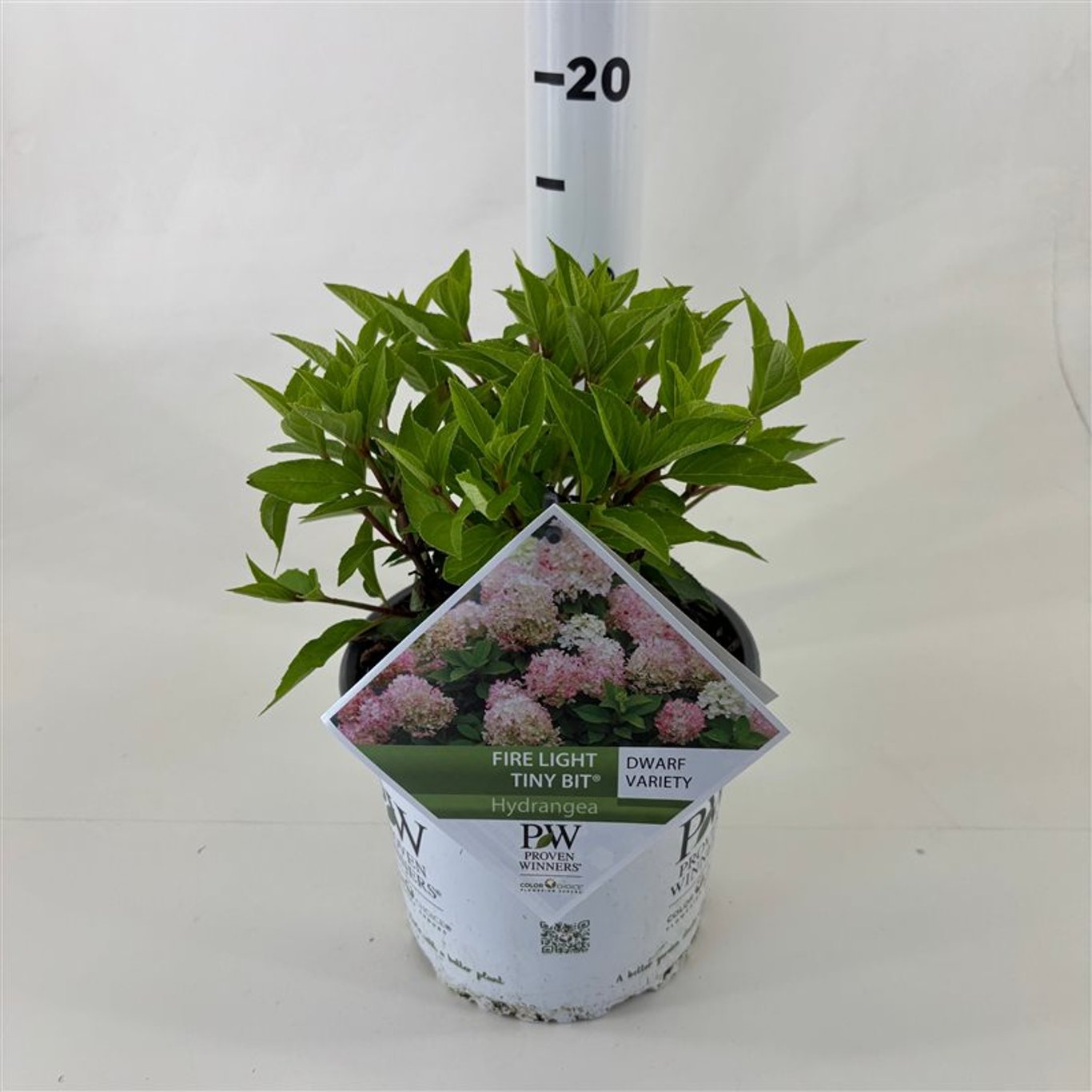 Hortensia paniculata "Fire Light Tiny Bit" / hydrangea paniculata "Fire Light Tiny Bit" / by gradina-noastra