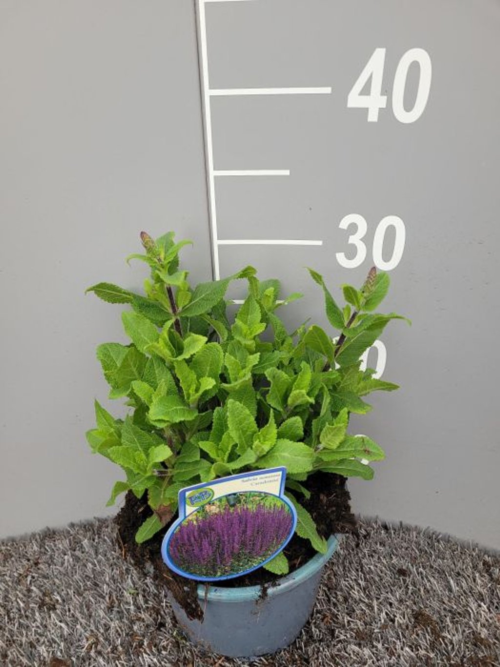 Salvia nemorosa &