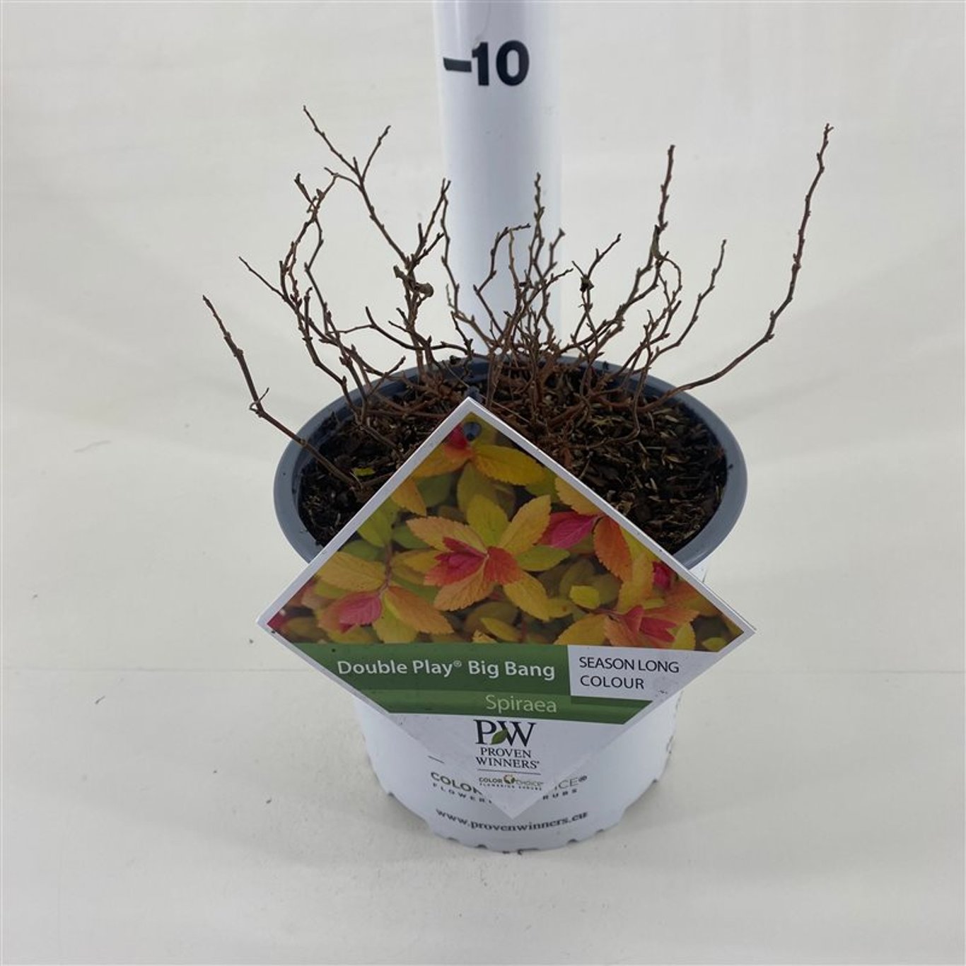 Spiraea japonica "Double Play® Big Bang"/ Cununita "Double Play® Big Bang" / - Gradina Noastra