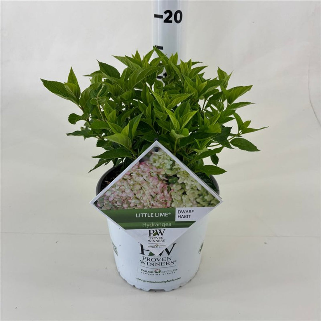 Hortensia paniculata "Little Lime" / hydrangea paniculata "Little Lime" / by gradina-noastra