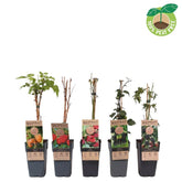 Zmeura Mix 0.40-0.50 m /Rubus Mix/ by gradina-noastra
