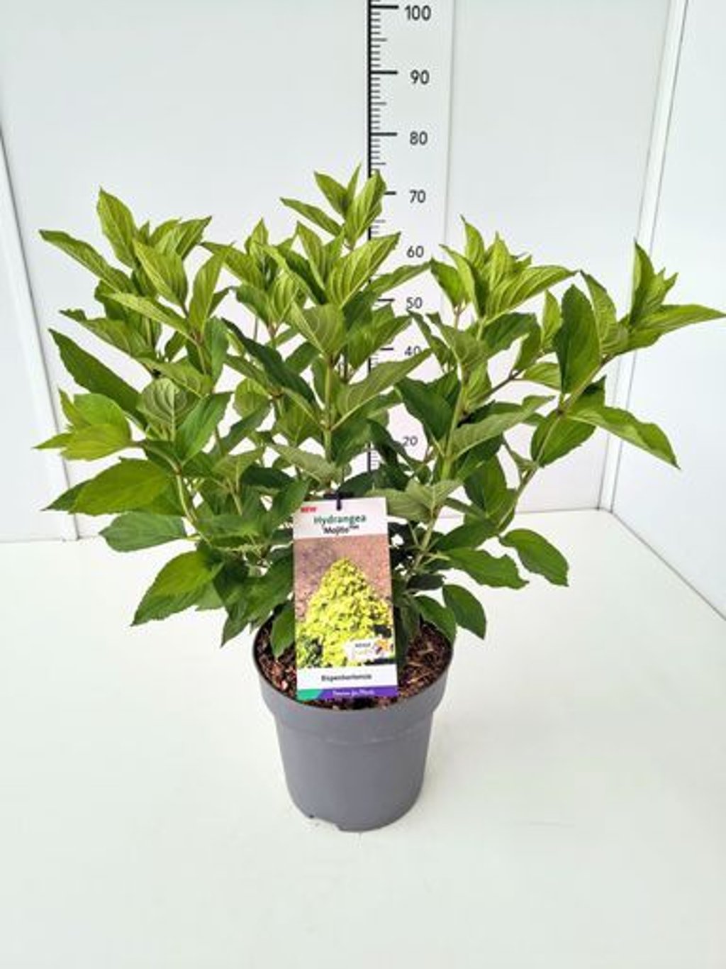 Hortensia paniculata "Mojito" / Hydrangea paniculata "Mojito" / by gradina-noastra