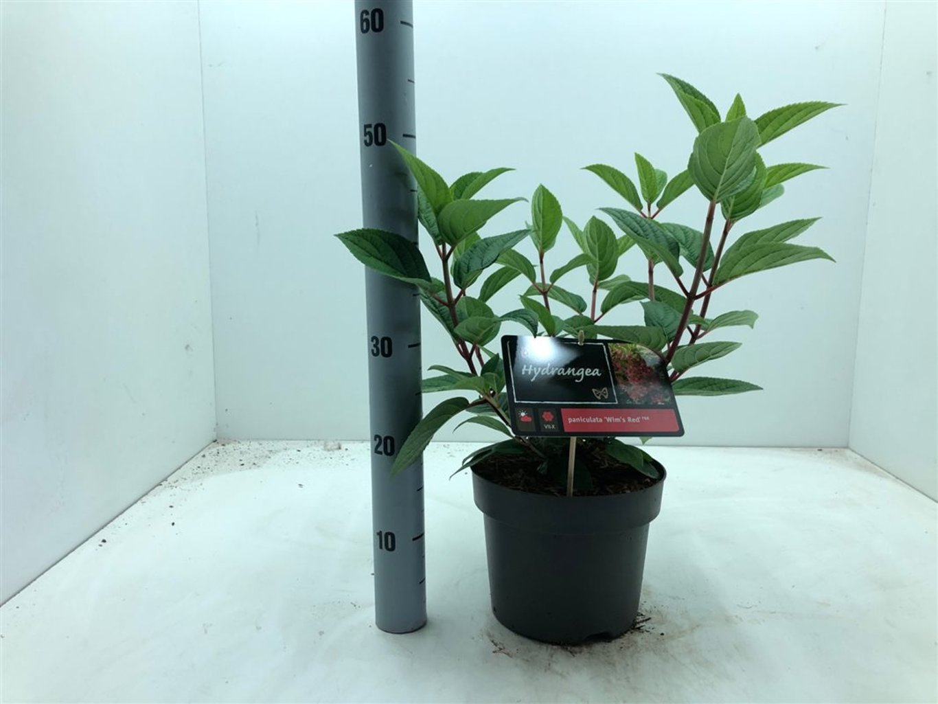 Hortensia paniculata "Wim&