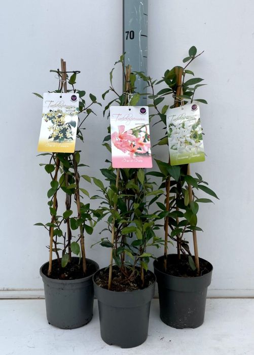 Iasomie stelata mix 0.40 - 0.50 m / Trachelospermum jasminoides / by gradina-noastra