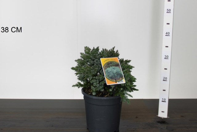 Ienupar "Blue Star" 0.20 - 0.25 m / Juniperus squamata "Blue Star", perfect pentru grădini ornamentale.