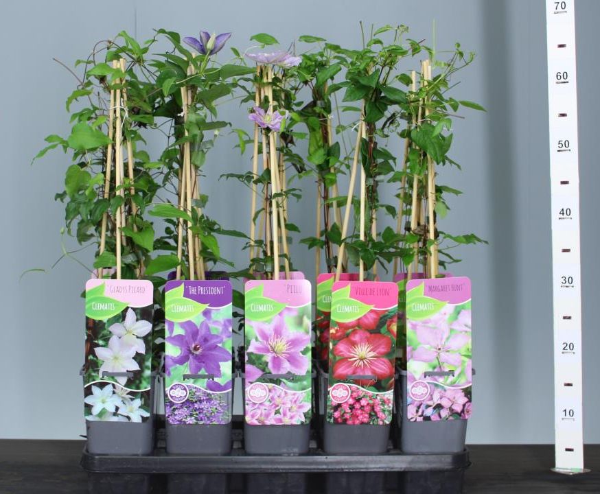 Clematis mix by gradina-noastra