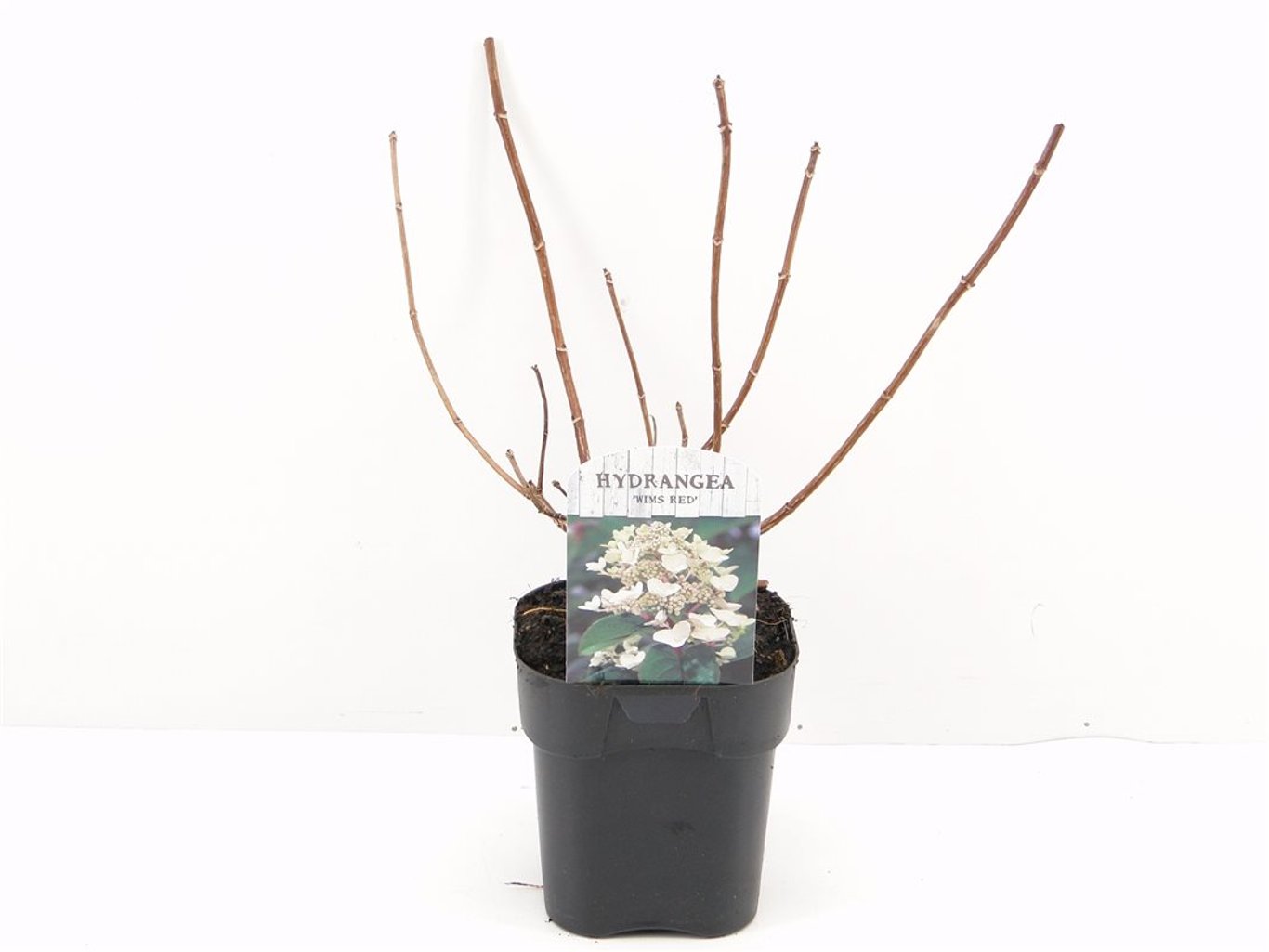 Hortensia paniculata "Wim&