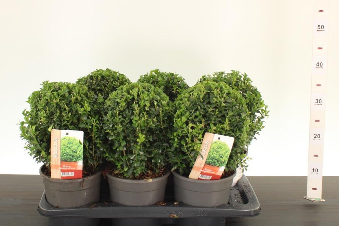 Buxus sempervirens minge 0.20- 0.30 m / Buxus sempervirens / by gradina-noastra