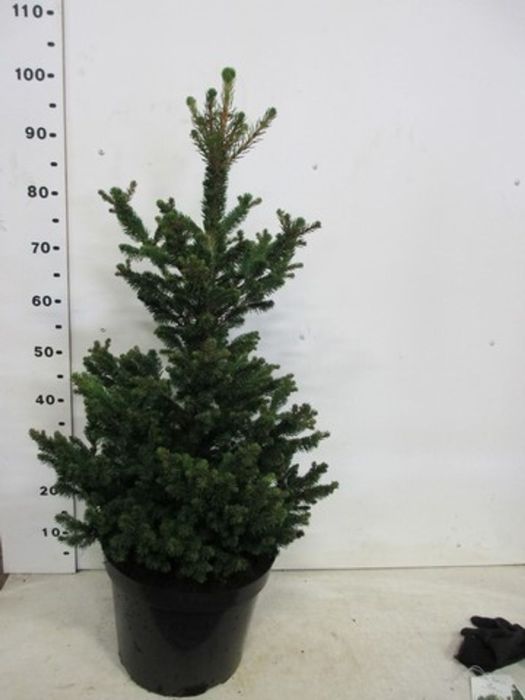 Molid "Wills Zwerg" 0.80 - 1.20 m / Picea abies "Wills Zwerg"/ by gradina-noastra