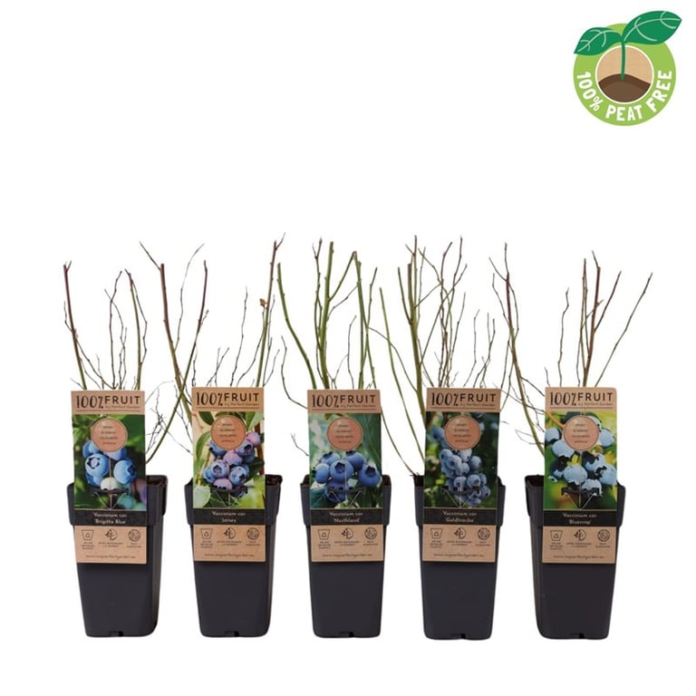 Plante de Afin mix 0.40 -0.50 m / Vaccinium corymbosum mix /, ideale pentru grădinile cu fructe delicioase.