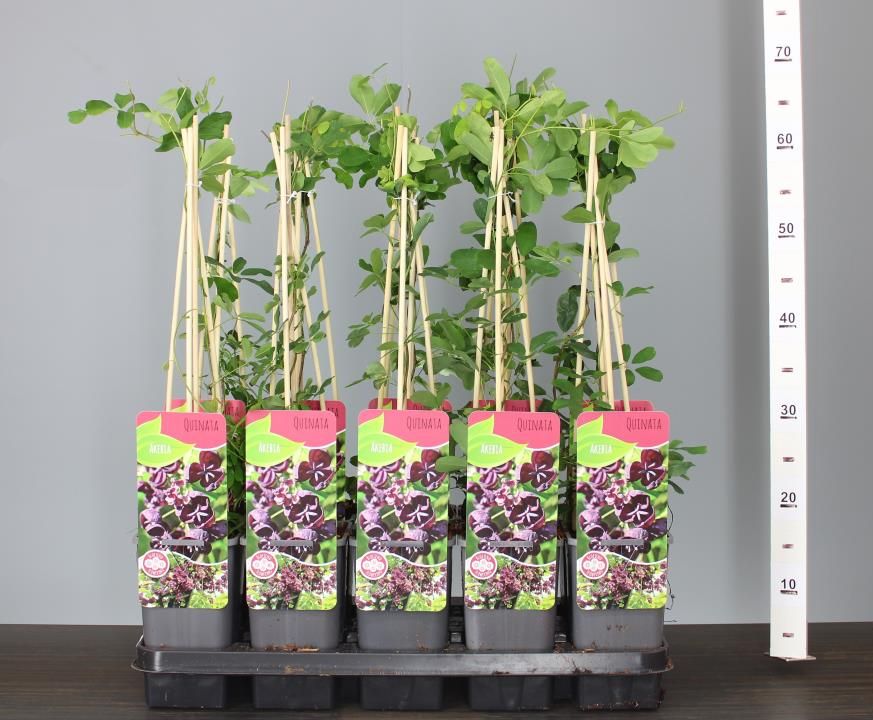 Vița de ciocolată 0.50 m / Akebia quinata / by gradina-noastra