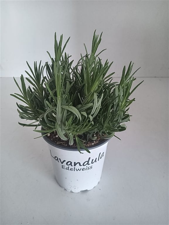 Lavanda "Edelweiss" 0.20 m / Lavandula x intermedia "Edelweiss"/ by gradina-noastra