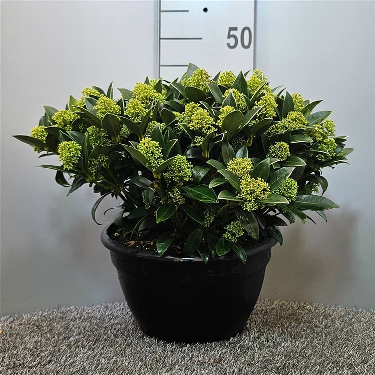 Liliac japonez "White Dwarf" 0.40 - 0.50 m / Skimmia japonica "White Dwarf"/ by gradina-noastra