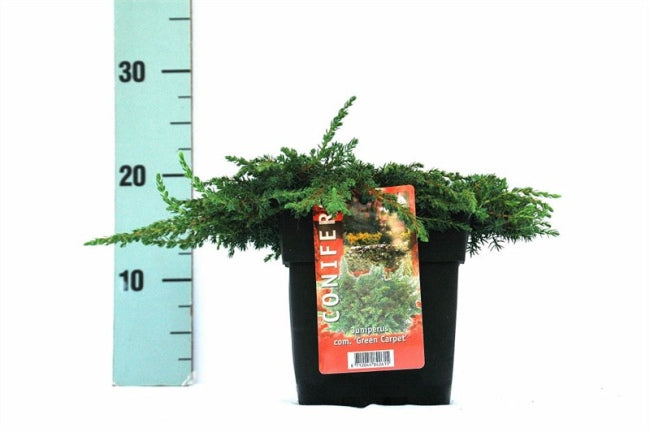 Ienupar "Green Carpet" / Juniperus comunis "Green Carpet" aduce eleganță și verdeață în grădina ta.