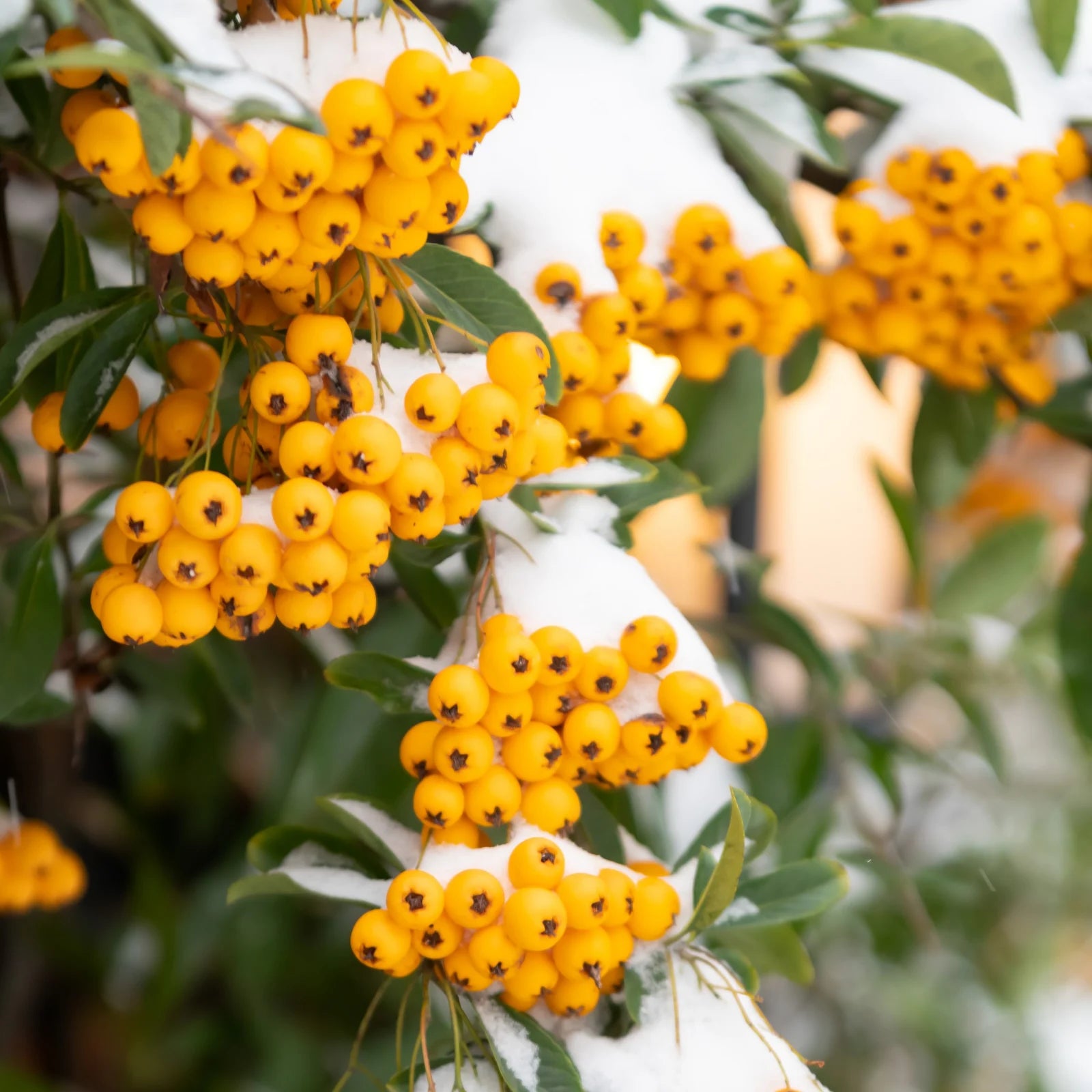 Catina ornamantala galbena / Pyracantha coccinea "Soleil D,or"/