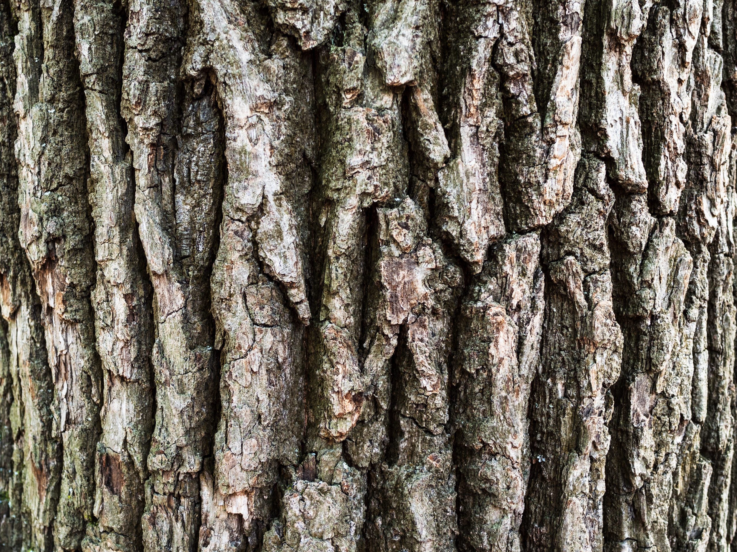 Stejar pedunculat / Quercus robur / - Gradina Noastra