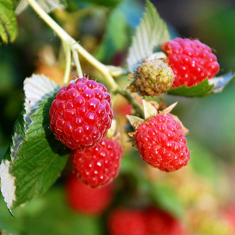 Zmeură "Zeva"/ Rubus idaeus &