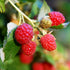 Zmeură "Zeva"/ Rubus idaeus &