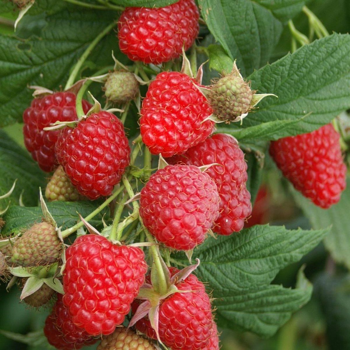Zmeură "Ottawa"/ Rubus idaeus &