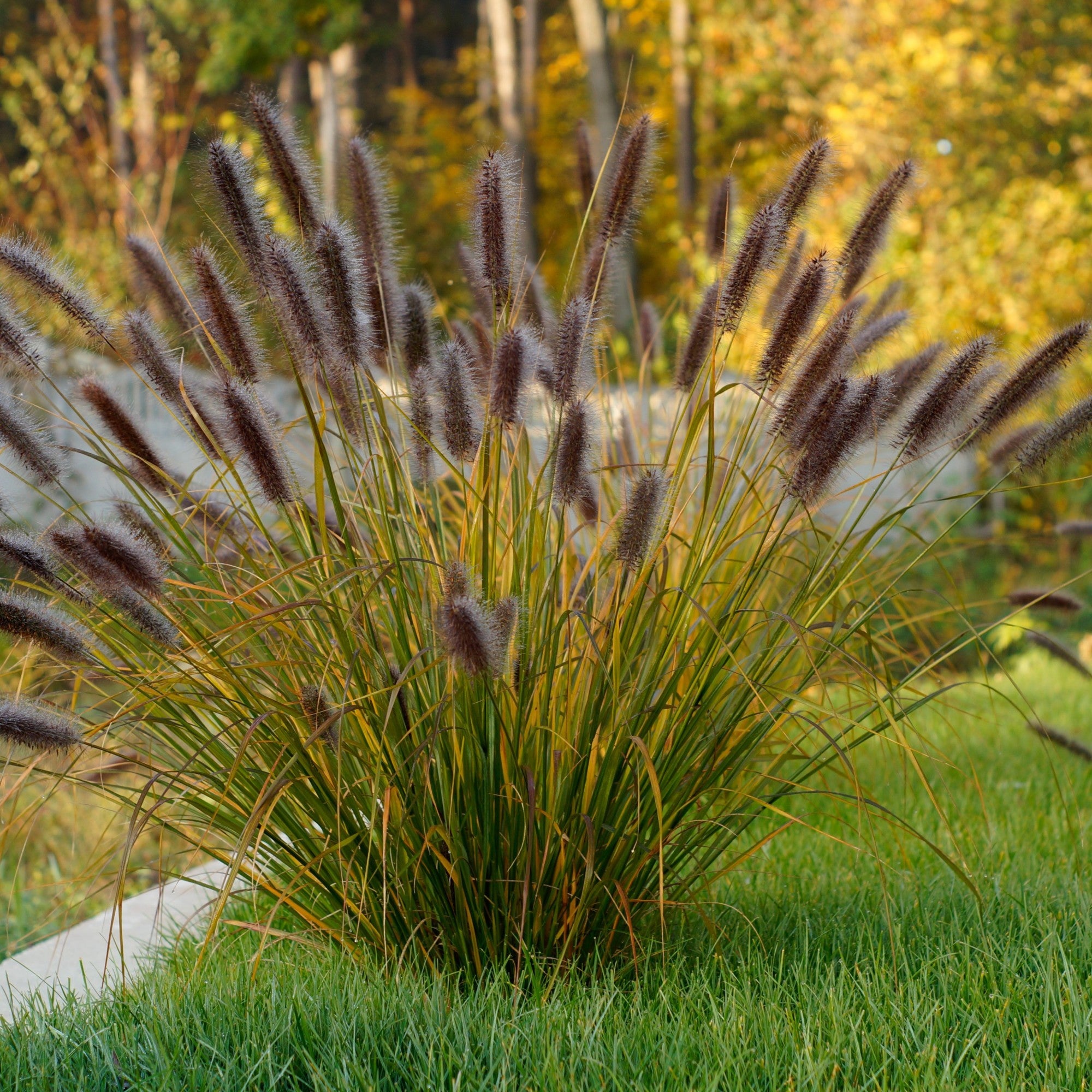 Pennisetum alopecuroides "Moudry" 0.10 - 0.20 m by gradina-noastra