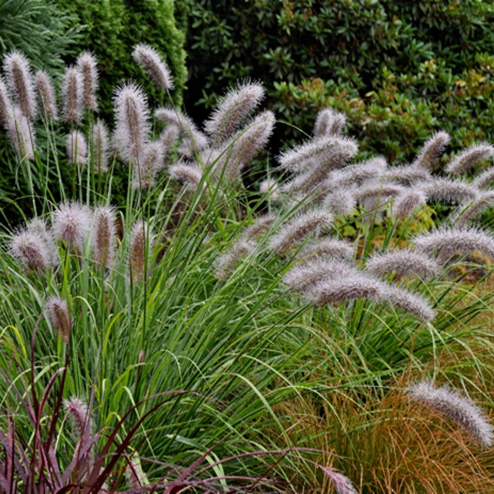 Pennisetum alopecuroides "Moudry" 0.10 - 0.20 m by gradina-noastra
