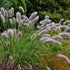 Pennisetum alopecuroides "Moudry" 0.10 - 0.20 m by gradina-noastra