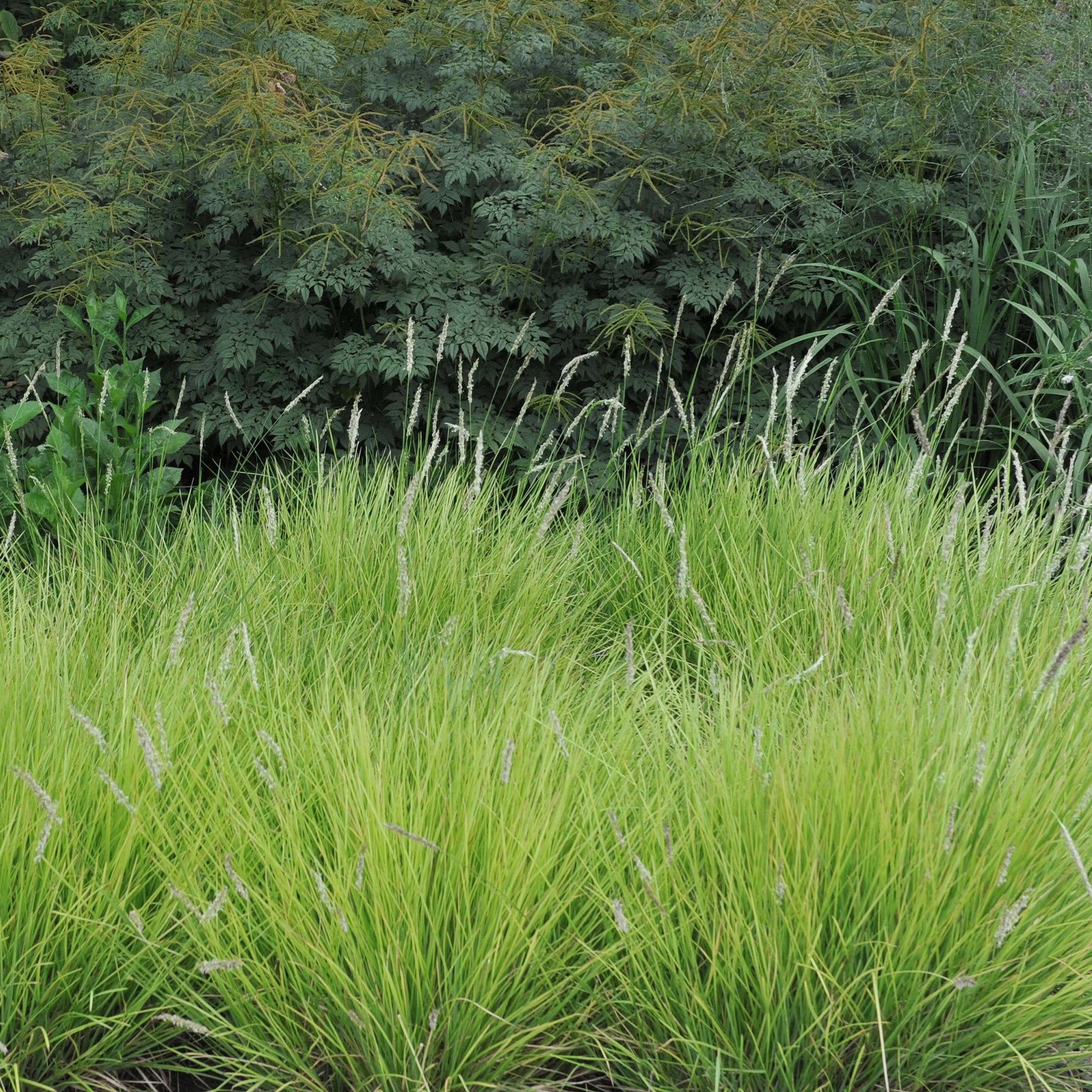 Sesleria autumnalis - Gradina Noastra