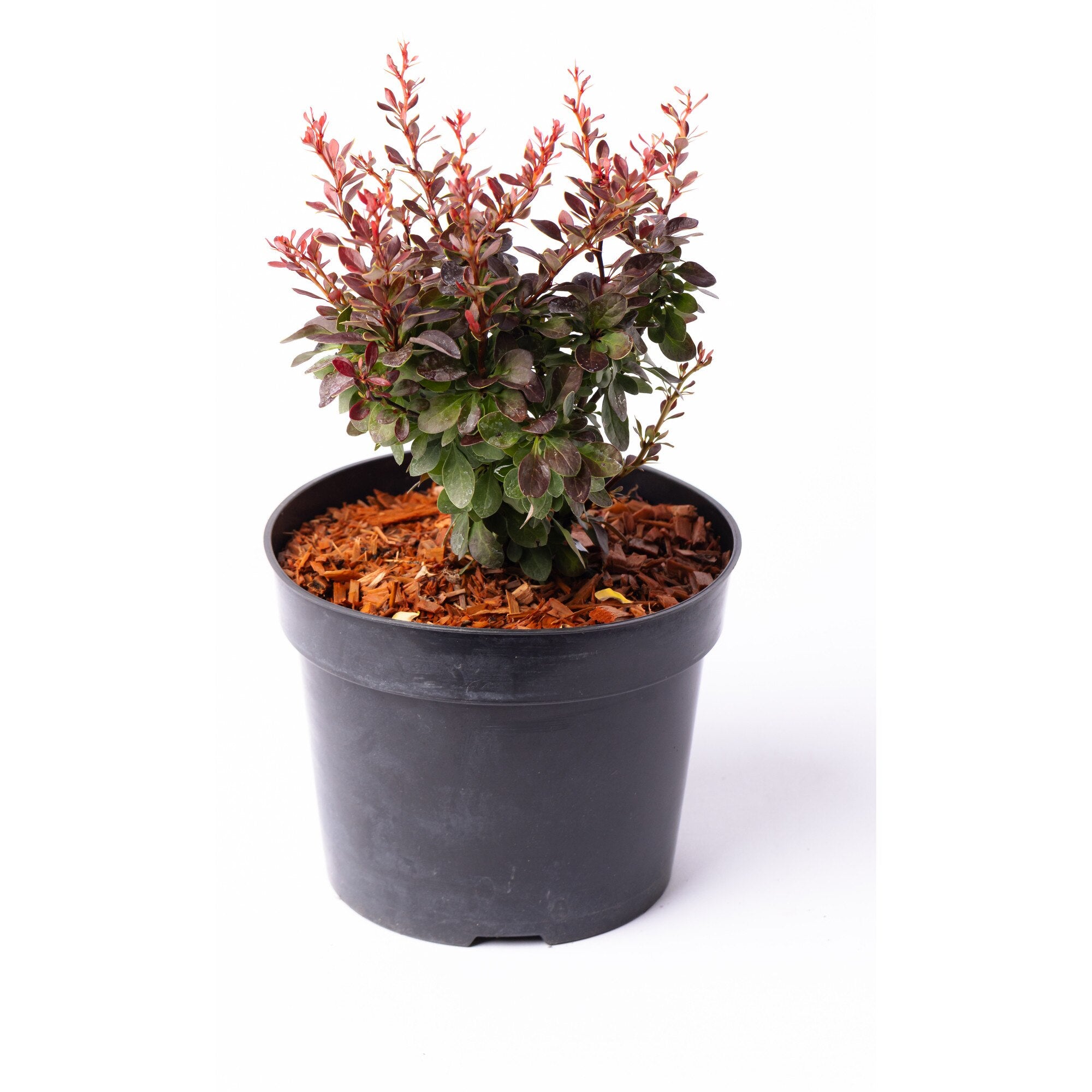 Dracila "Bagatelle" / Berberis thunbergii "Bagatelle" / - Gradina Noastra