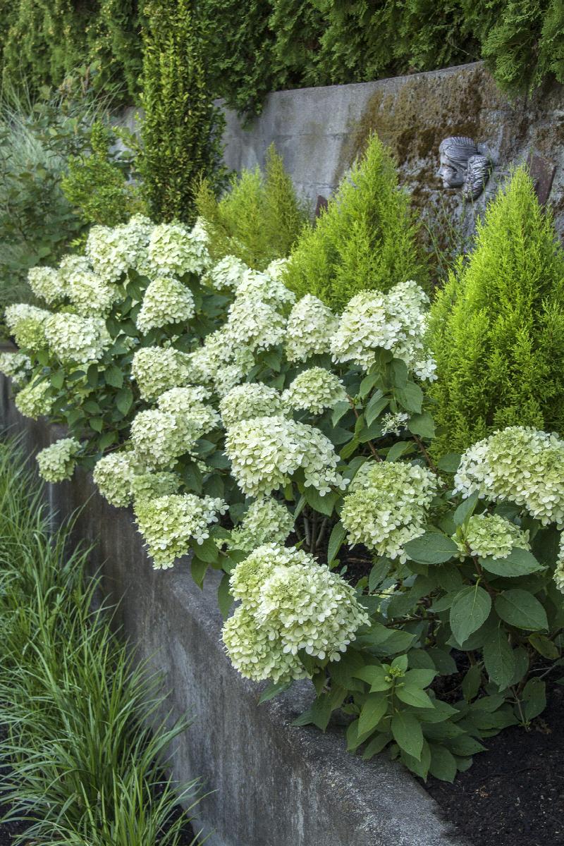 Hortensia paniculata "Little Lime" / hydrangea paniculata "Little Lime" /