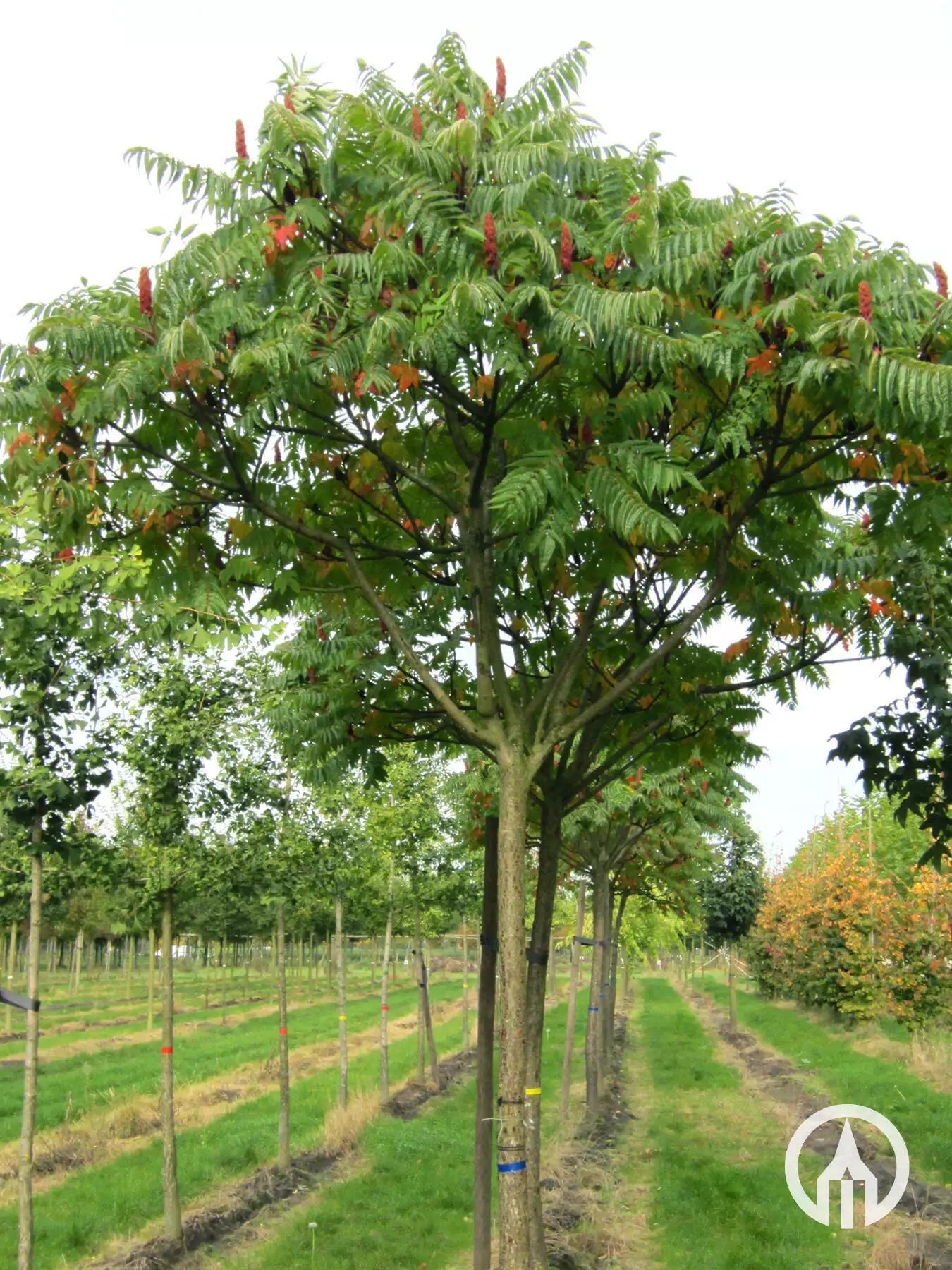 Otetar rosu "Dissecta" arbore / Rhus typhina "Dissecta" /