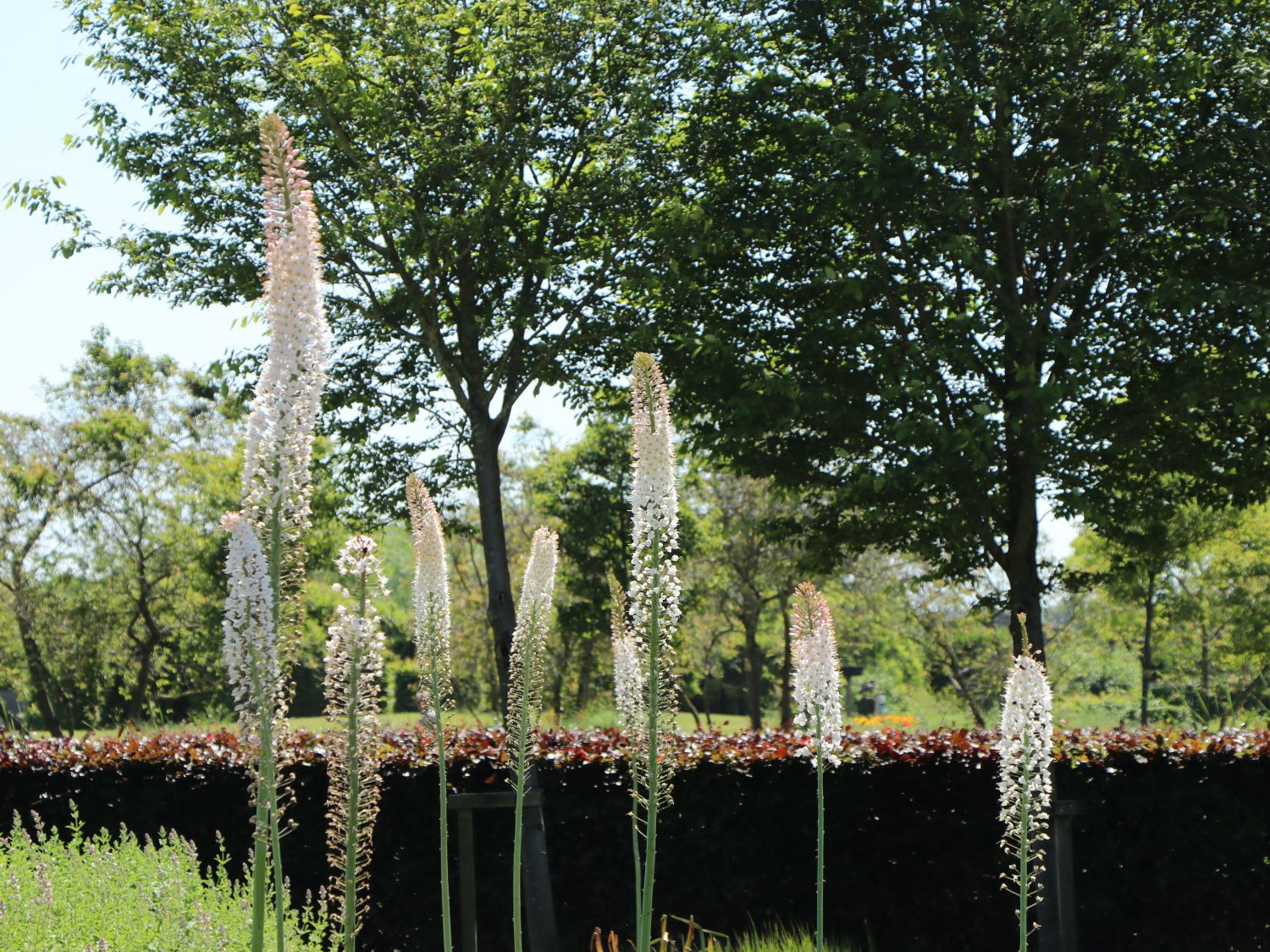 Eremurus mix / buc - Gradina Noastra