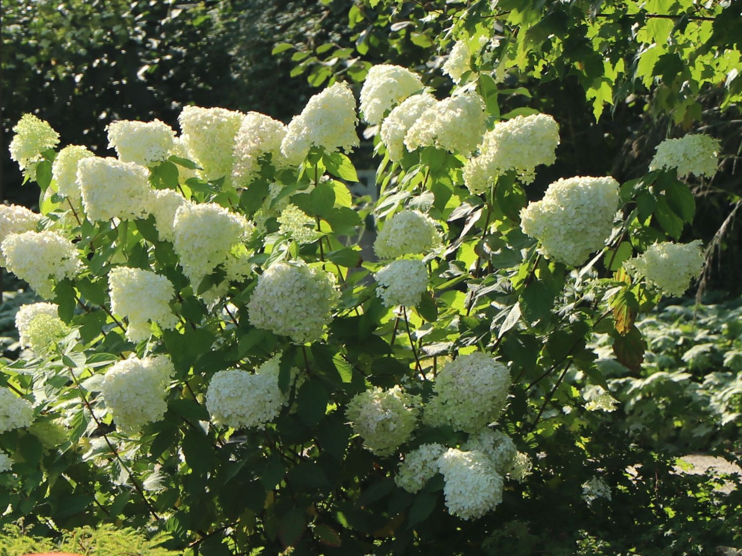 Hortensia paniculata "Grandiflora"/ Hydrangea paniculata "Grandiflora"/