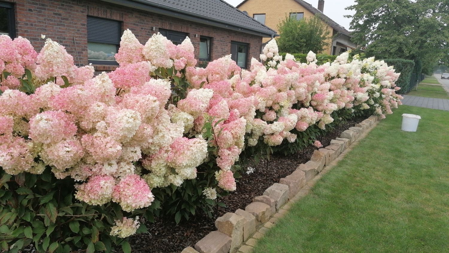 Hortensia paniculata "Vanille Fraise" / Hydrangea paniculata "Vanille Fraise" /