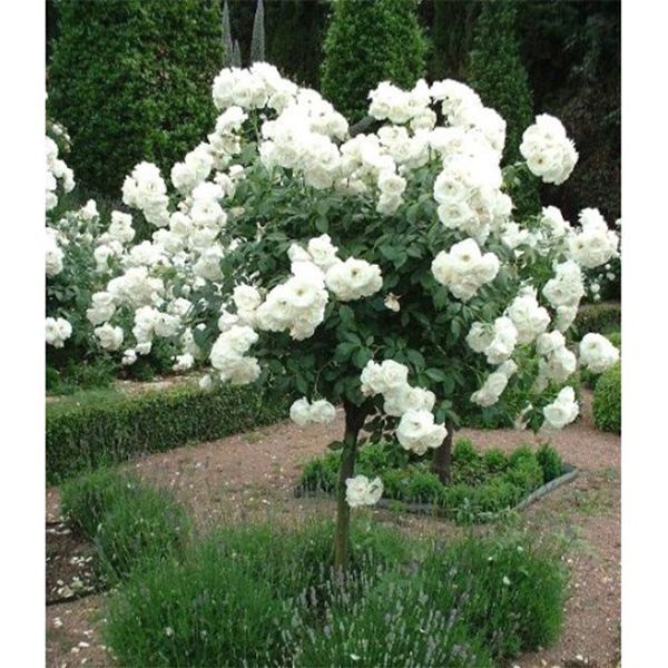 Trandafir pe picior "White Meilove" 1.20 - 1.30 m (Rosa "White Meilove") by Gradina Noastra