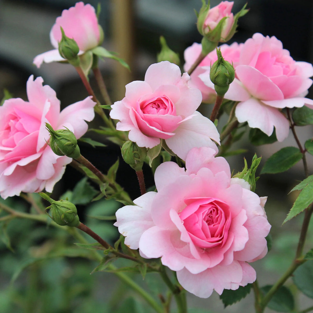 Trandafir floribunda "Bonica"/ Rosa floribunda "Bonica"/