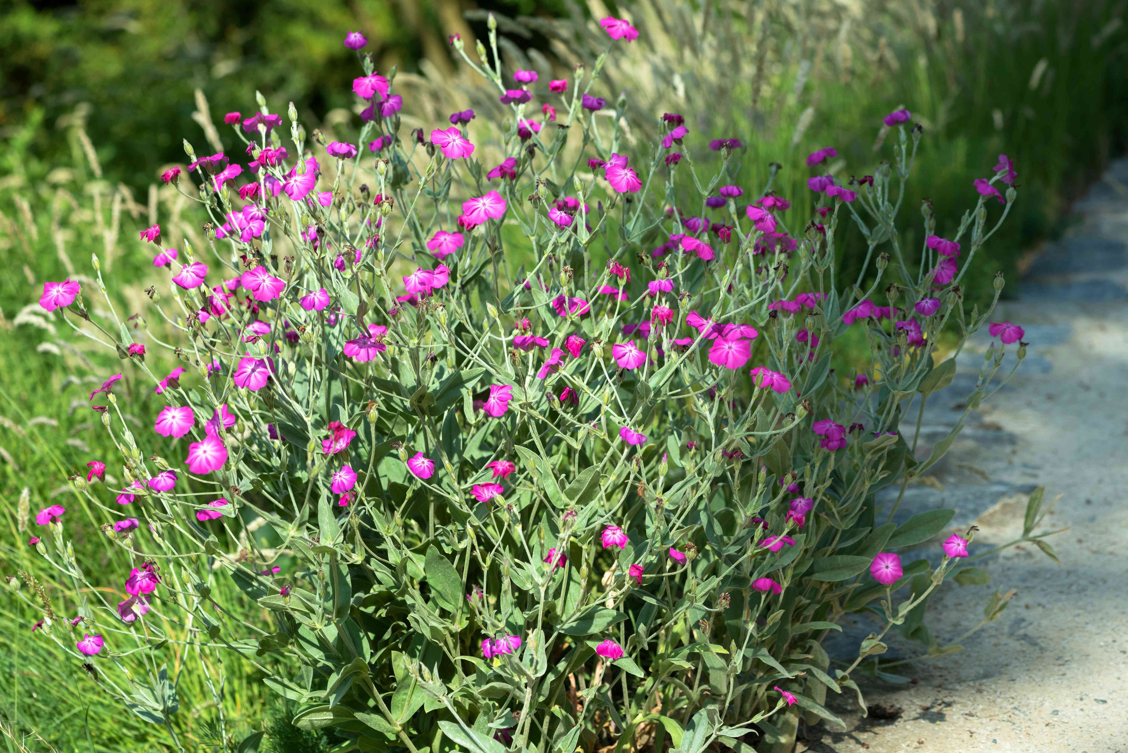 Lychnis coronaria "Atrosanguinea" by Gradina Noastra