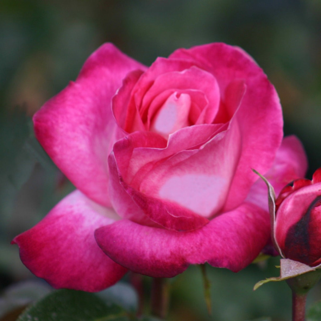 Trandafir teahibrid "Rose Gaujard" – / Rosa HT "Rose Gaujard"/