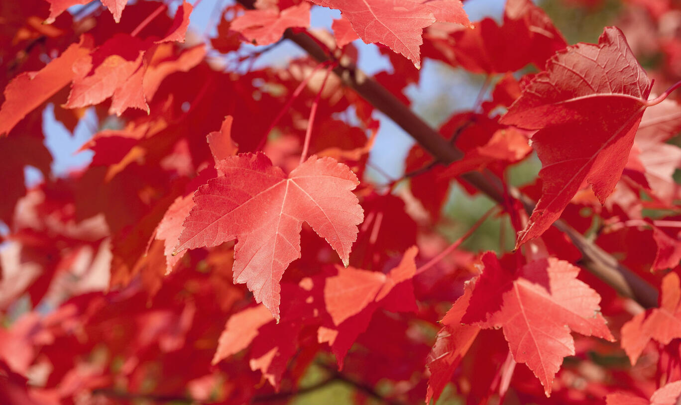 Artar rosu „October Glory” 2.00 - 2.50 m / Acer rubrum „October Glory”/ by gradina-noastra
