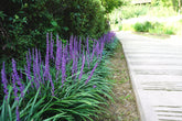 Liriope muscari "Moneymaker" 0.20 m by gradina-noastra