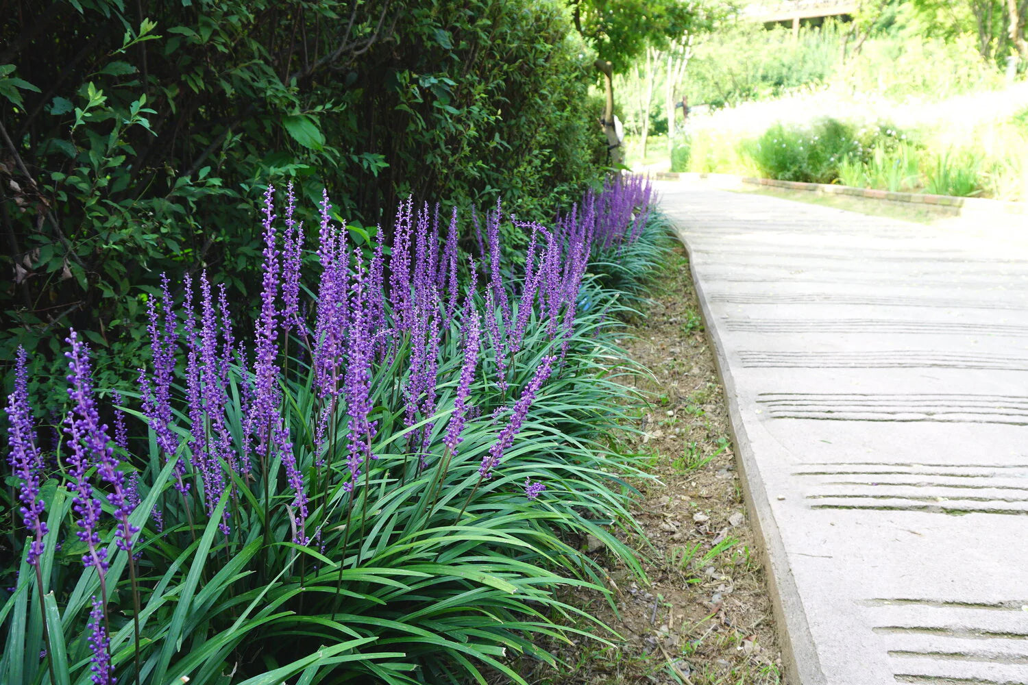 Liriope muscari "Moneymaker" 0.20 m by gradina-noastra