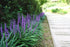 Liriope muscari "Moneymaker" 0.20 m by gradina-noastra