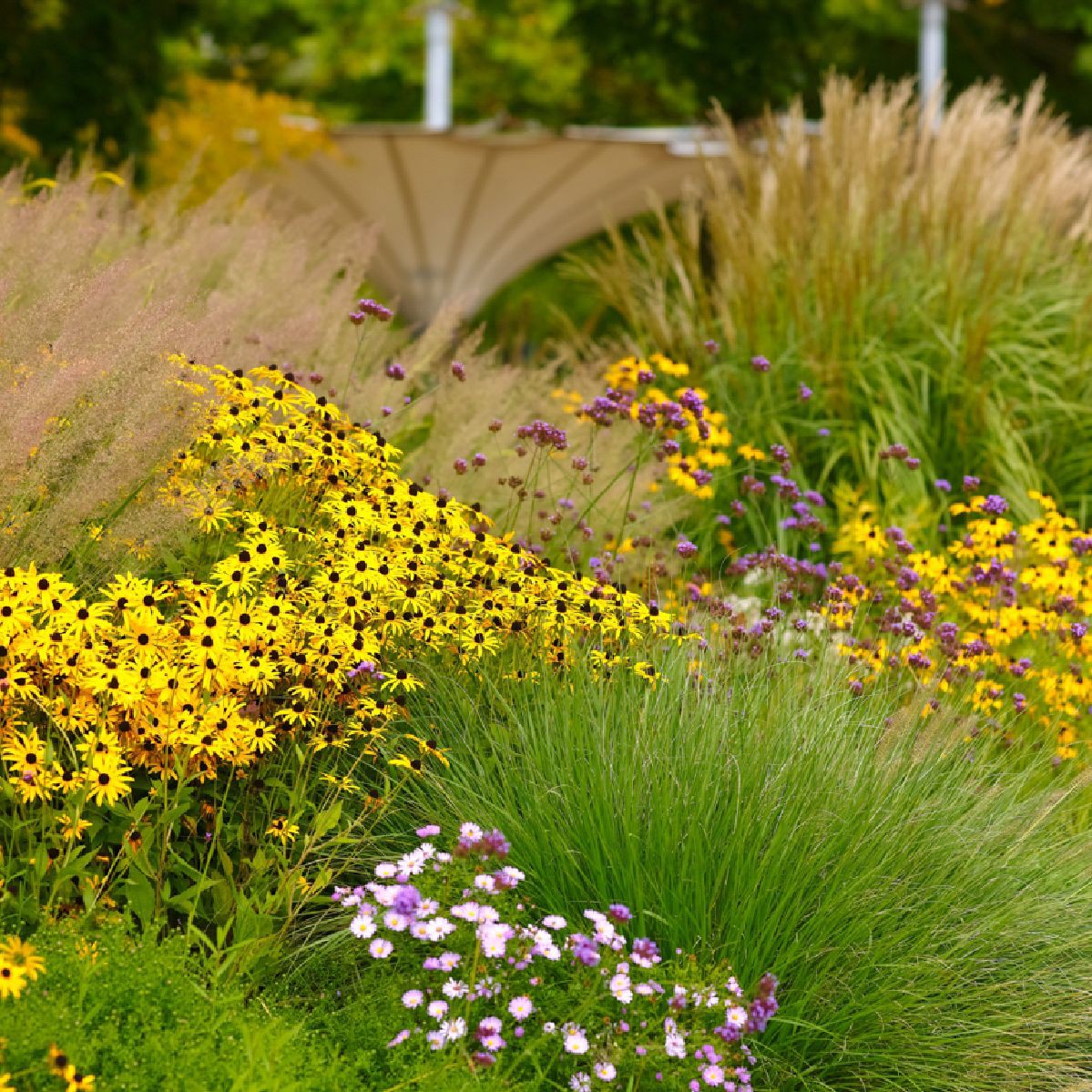 Rudbeckia fulgida "Goldsturm" by Gradina Noastra