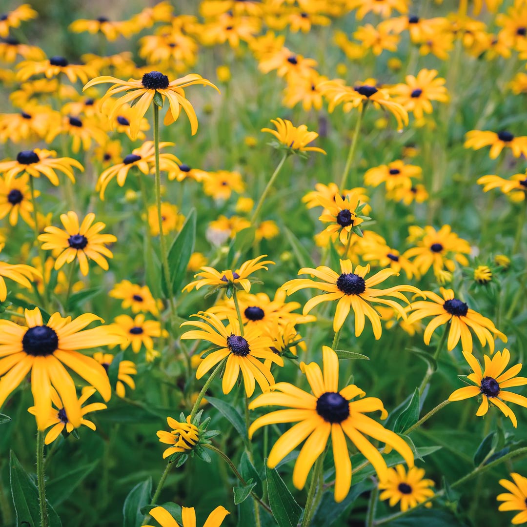 Rudbeckia fulgida "Goldsturm" by Gradina Noastra