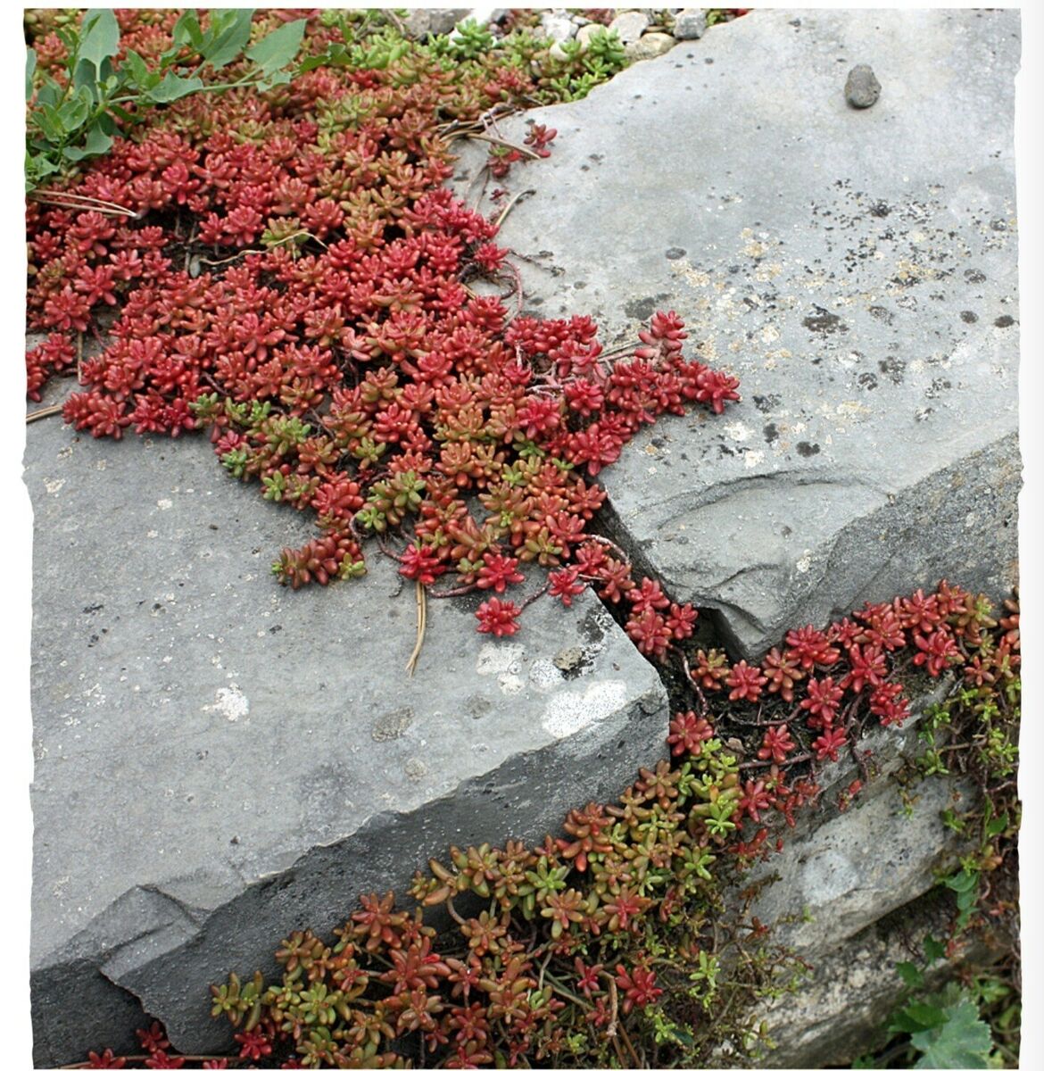 Iarba grasa 0.10 - 0.20 m / Sedum album / by gradina-noastra